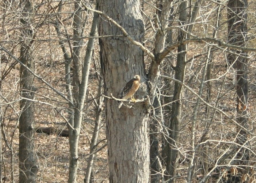 Red-ShoulderedHawk02_zpscbb334c0.jpg~original