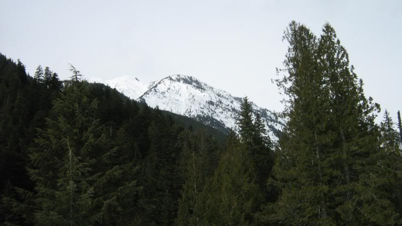 beaver2011011.jpg