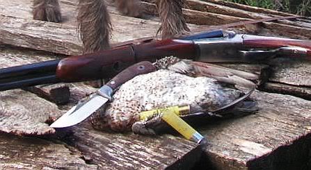FiddlebackAYAwoodieandshells.jpg