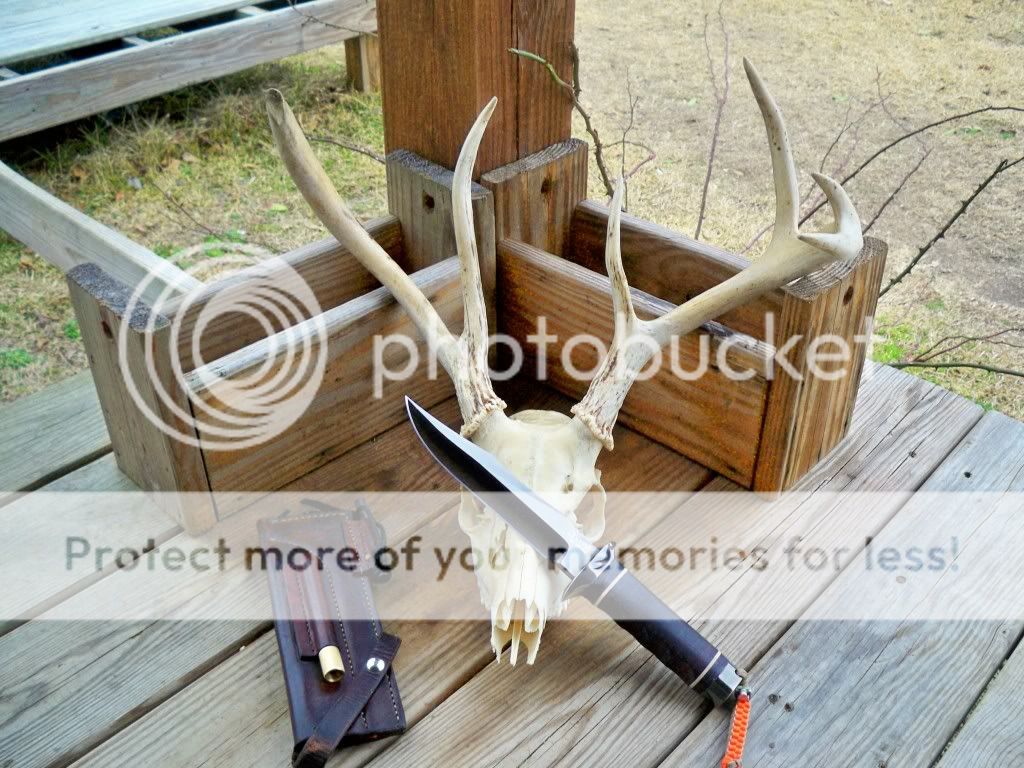 deersog.jpg