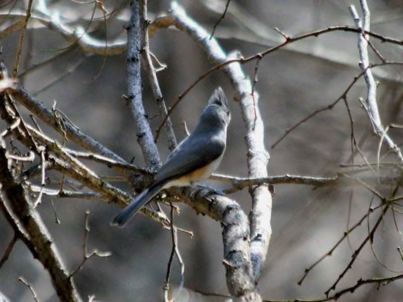 DSC_0954.jpg