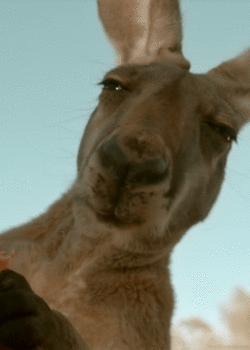 vEmQT7x.gif