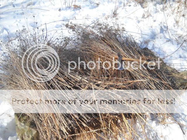 Grasses.jpg