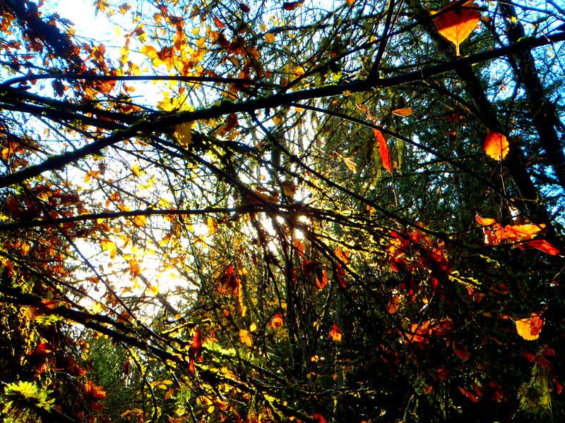 FrancisKingFall2012001.jpg