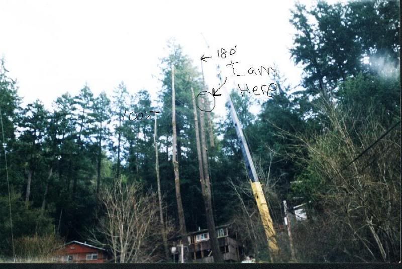 bigtree.jpg