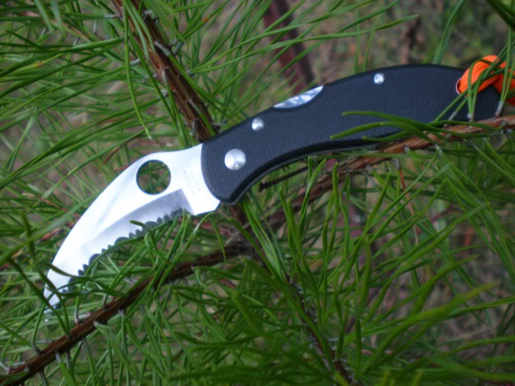 g10harpy005.jpg
