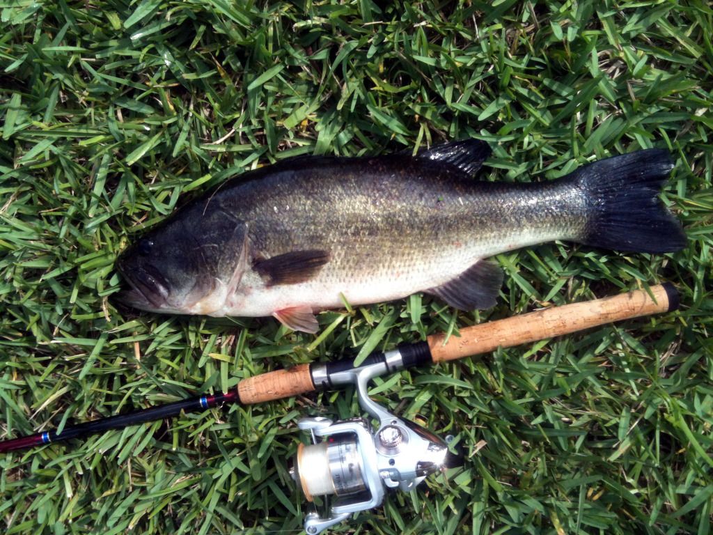 bass2.jpg
