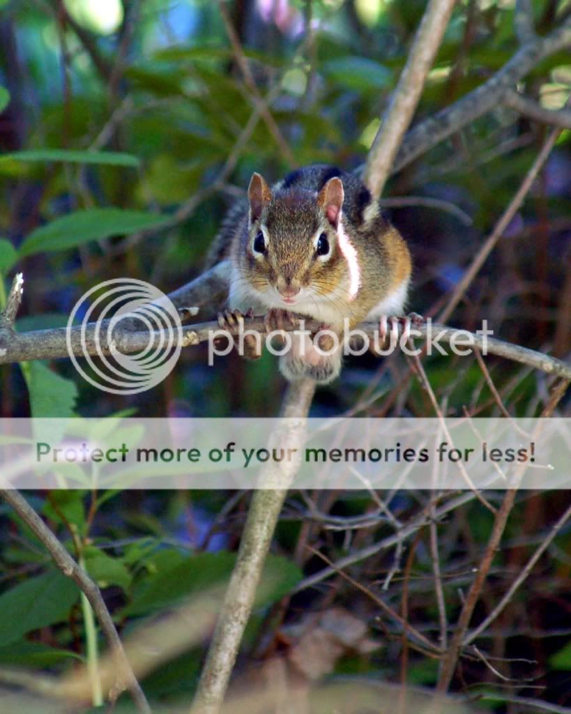 JUNE1308CHIPMUNK.jpg