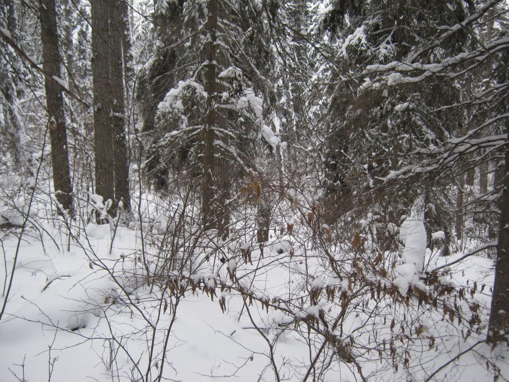decemberbushcraft007.jpg