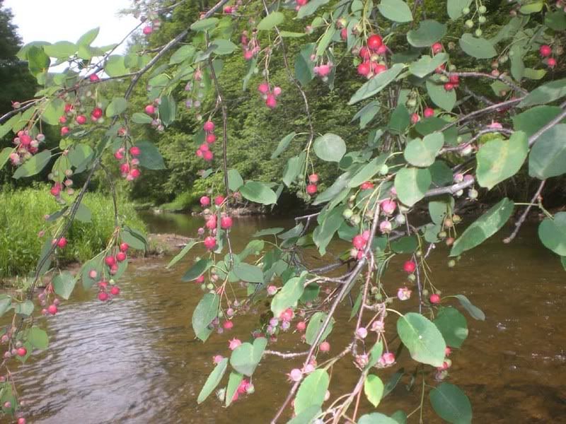 serviceberries.jpg