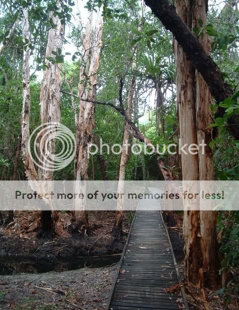 pd-rainforest-walk.jpg
