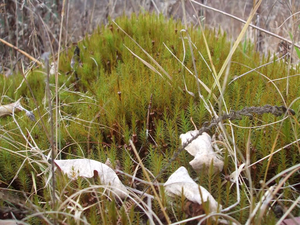 DSCF1740.jpg