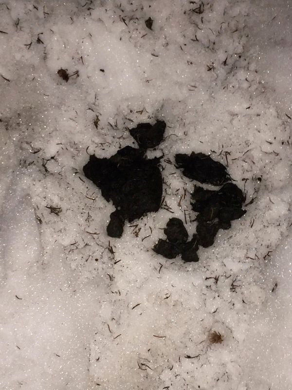 bearscatinthesnow_zpsnrlcdneu.jpg