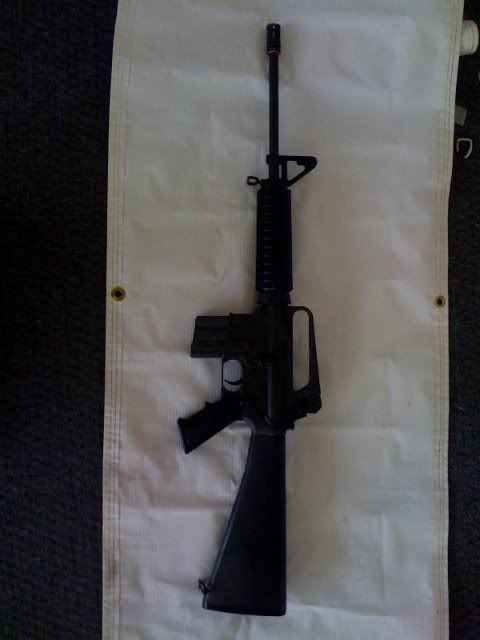 colt1.jpg