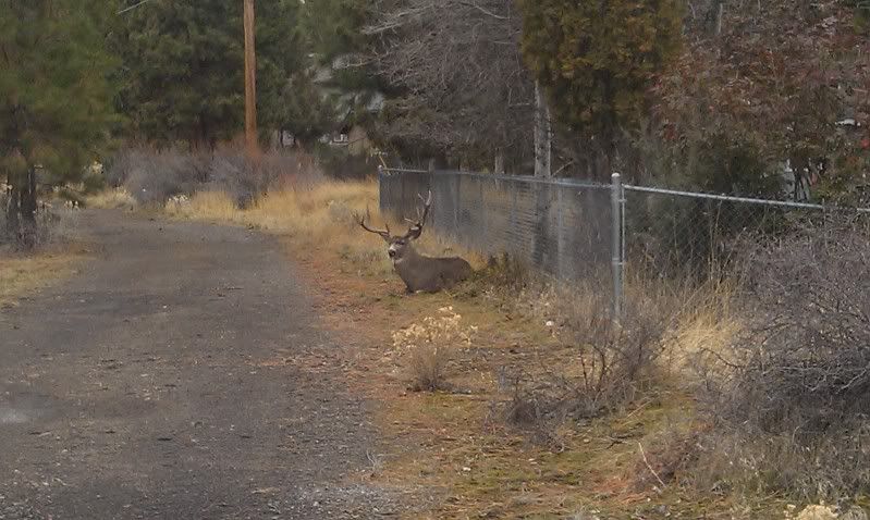 bigdeer032.jpg