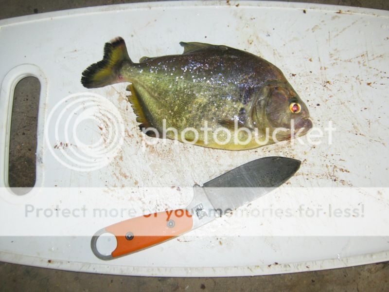 IMG_0424_zps4d883d6a.jpg