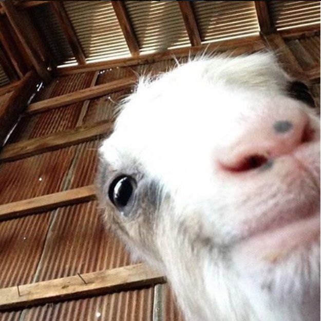 Goat-Lovers-Anonymous-3_zpsd4md1nfp.jpg