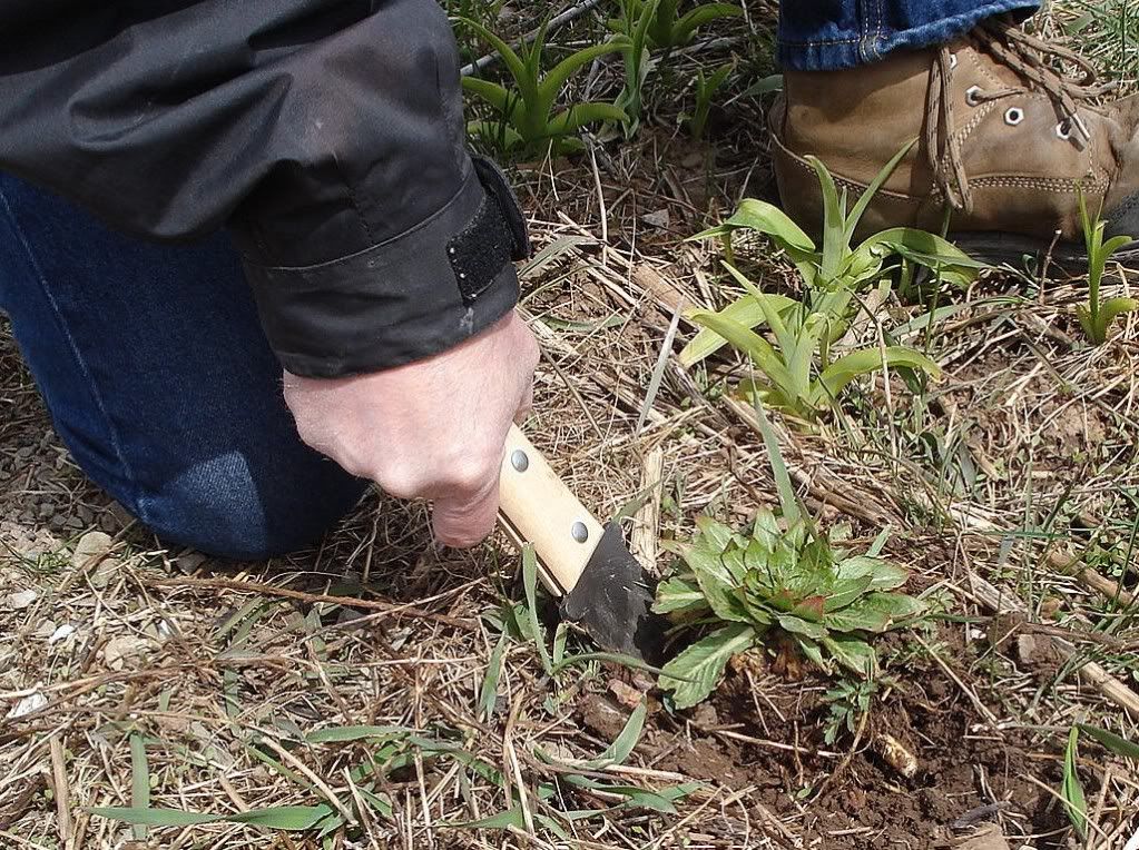 diggingwithHoriHori.jpg