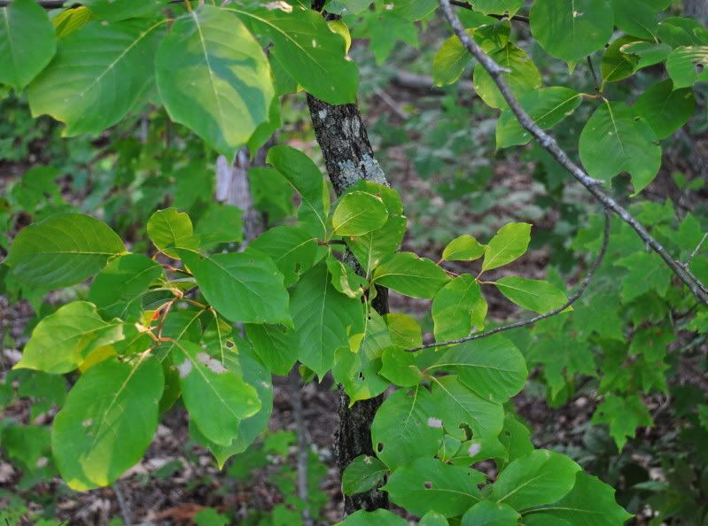 DSC_4237.jpg