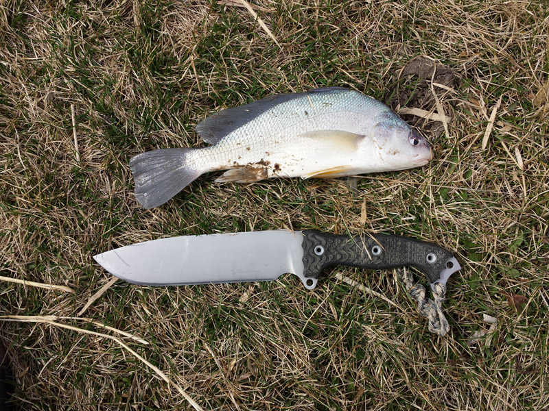 Busse_FSH_Sheephead_01.jpg