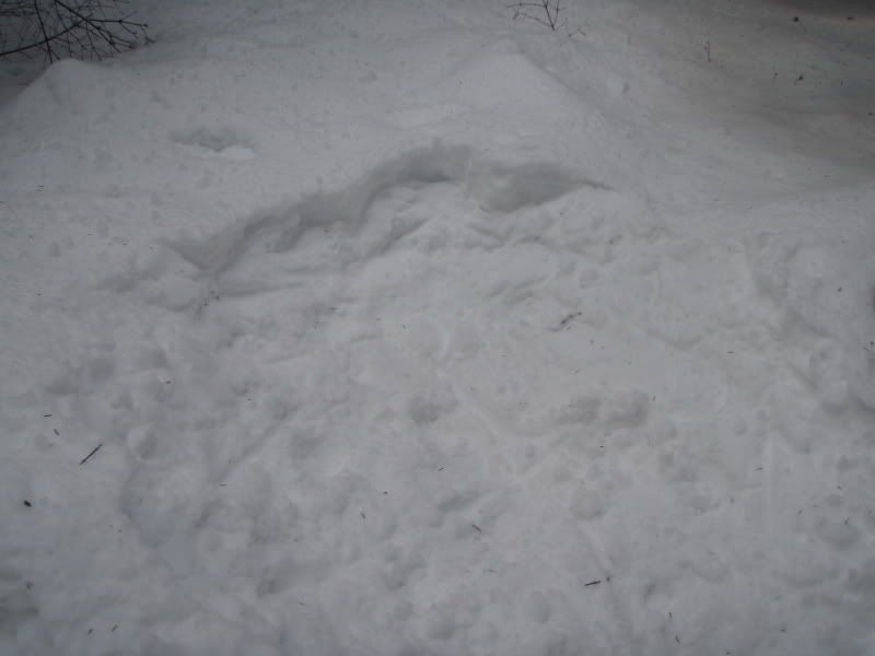 P2072843.jpg