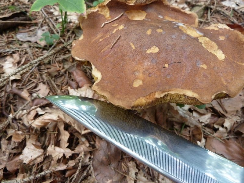 P1140236_zpseb91fcec.jpg