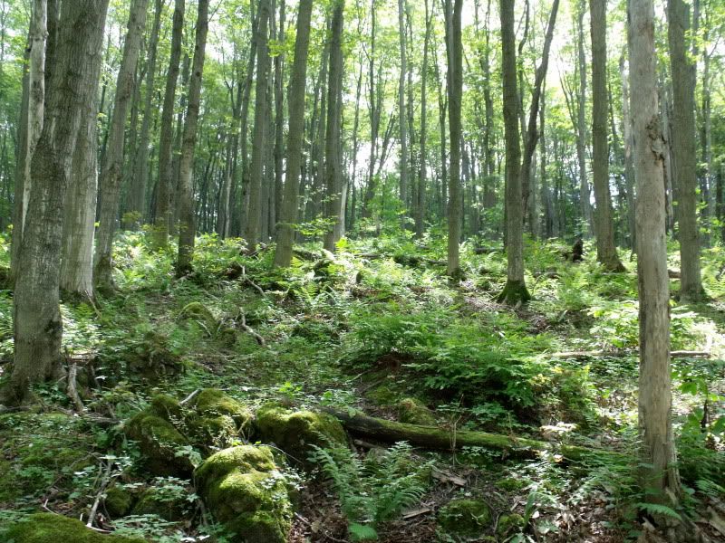 DSCF3533.jpg
