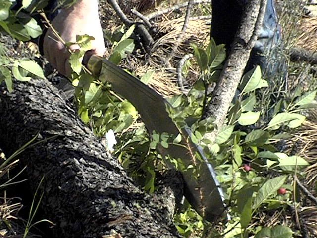 3Tarwar2logs009.jpg
