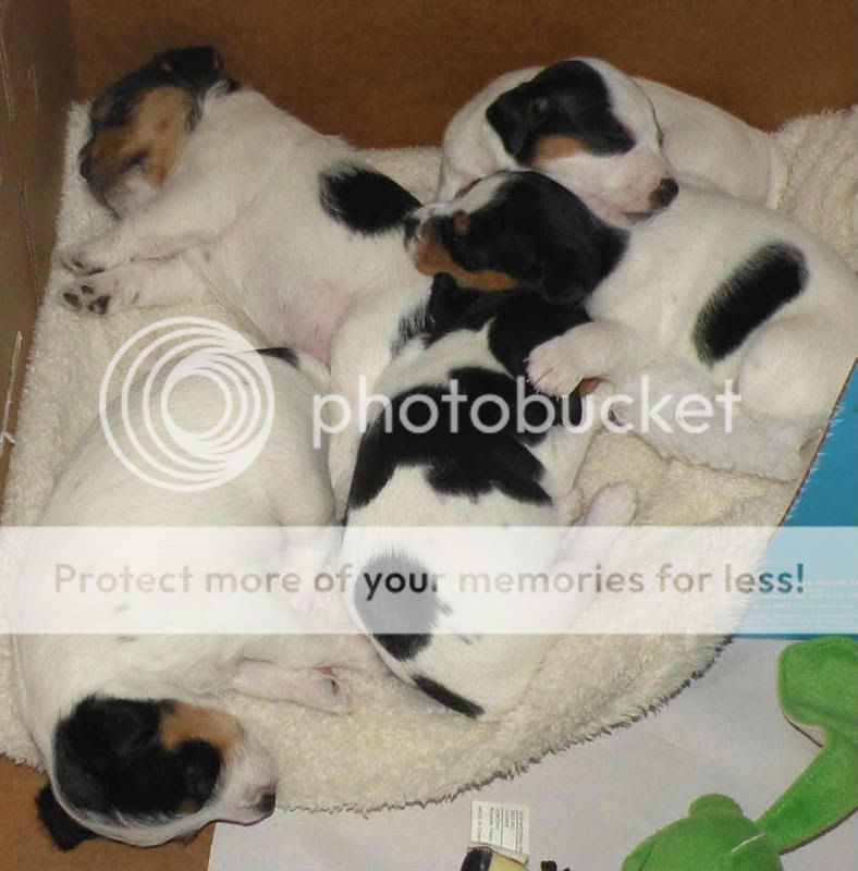 2008122620pups3.jpg