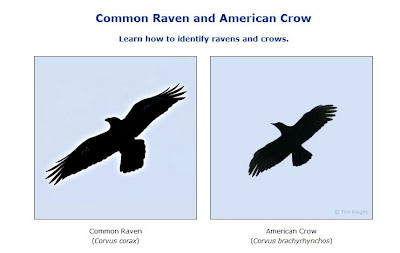crow-raven.JPG