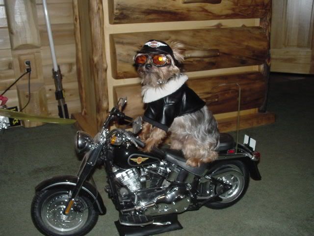badboy.jpg