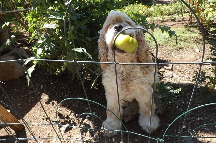017%20DAISY%20TOMATO%20750%20MED_zpsqo3cug5t.jpg