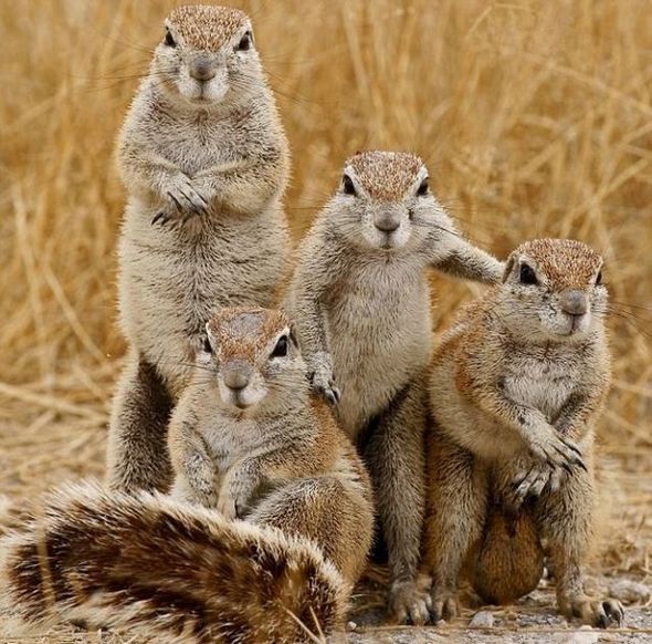 funny-fighting-squirrels-01_zps6154ae3e.jpg