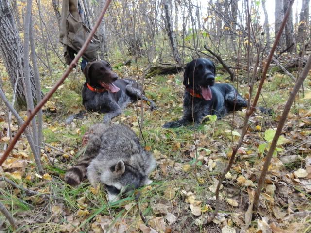 TagTeamCoon2.jpg