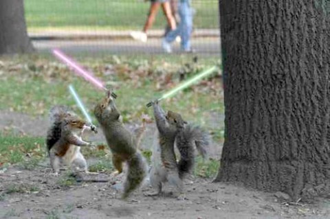 squirrel-jedi%20Medium%20Web%20view.jpg
