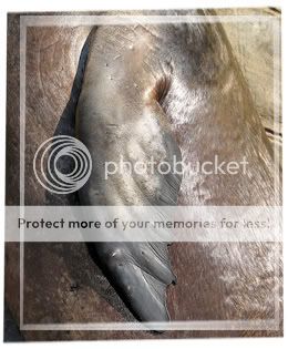 pic-front-flipper.jpg