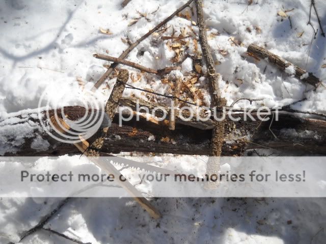 Bucksaw.jpg