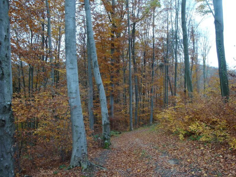 DSC00984.jpg