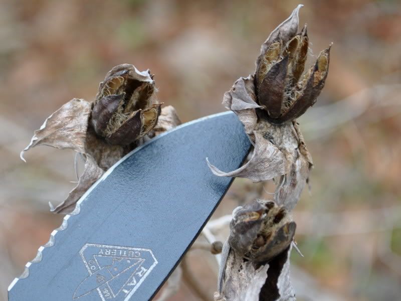 UnidentifiedSeedPod-1.jpg