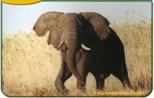 Elephant.jpg