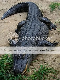 230px-American_Alligator.jpg