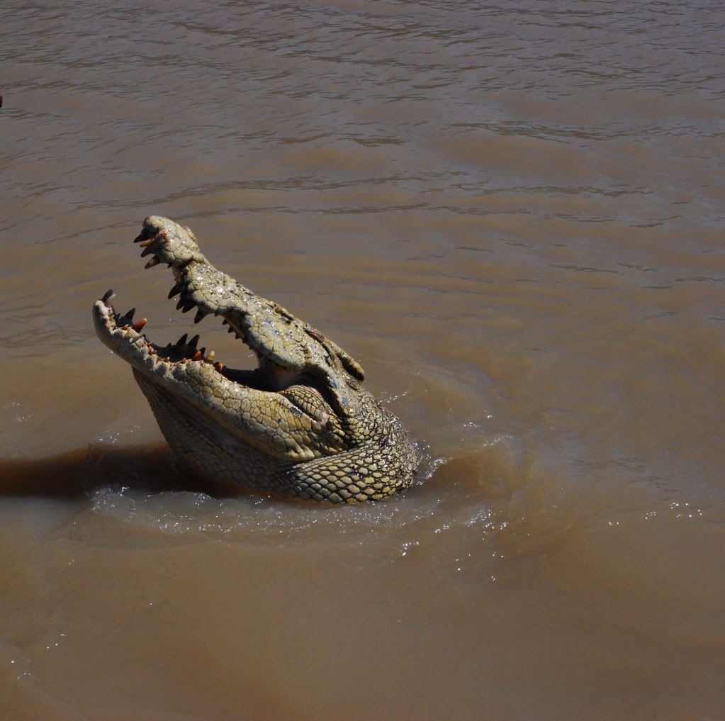 Croc.jpg
