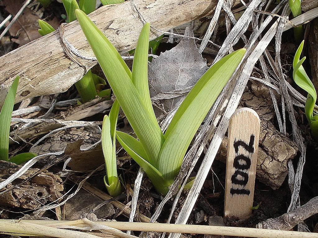 maybeDayLily14.jpg