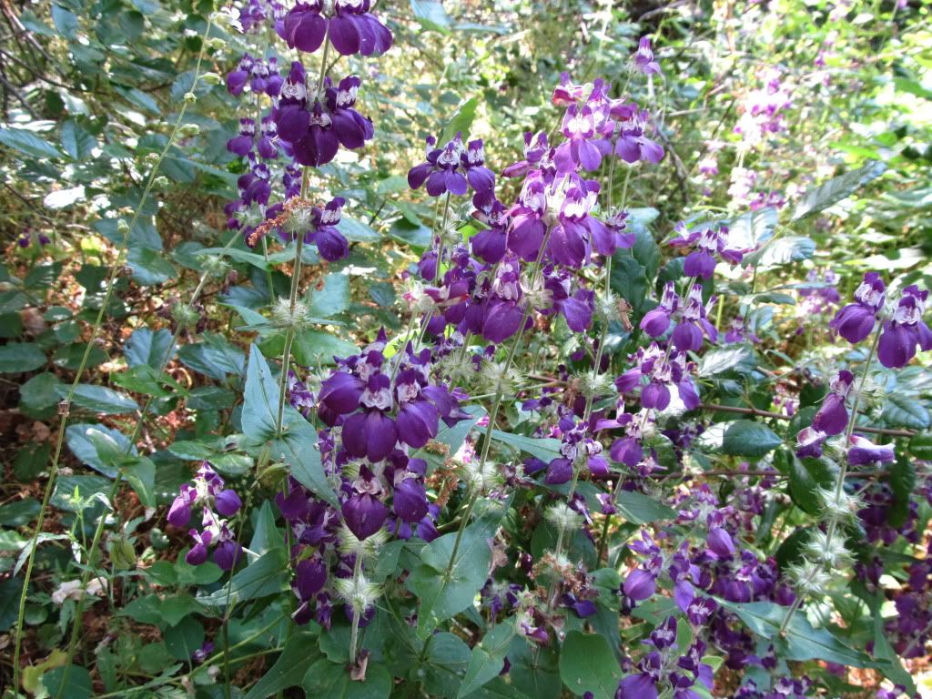 IMG_1469.jpg