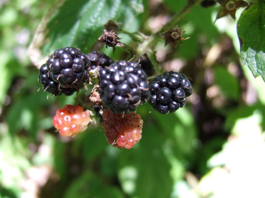 2010_09040069.jpg