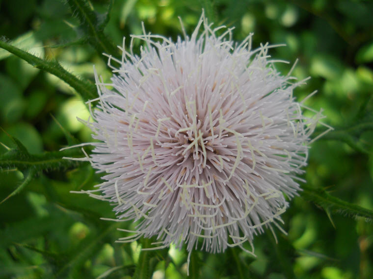 wfshl-thistle-bull-11.jpg