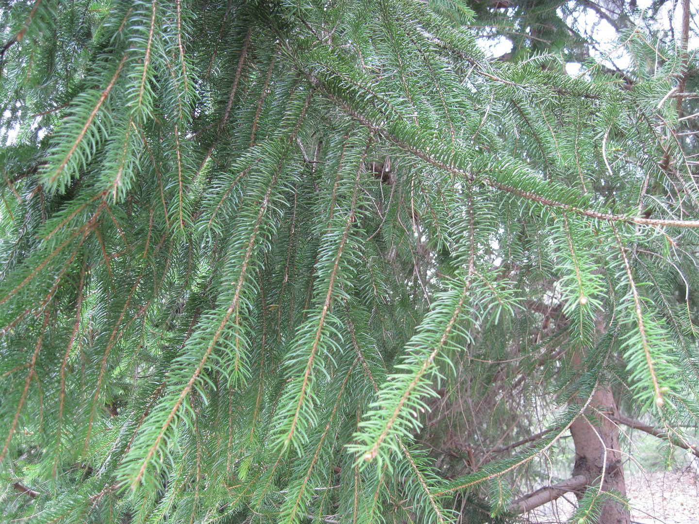 IMG_5445.jpg
