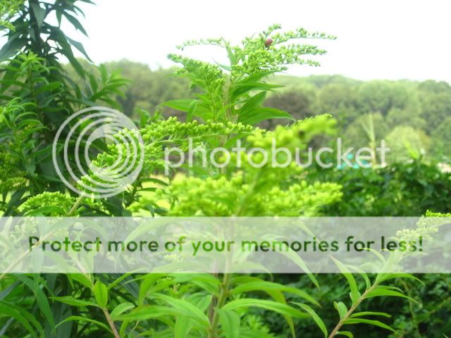 plants026.jpg