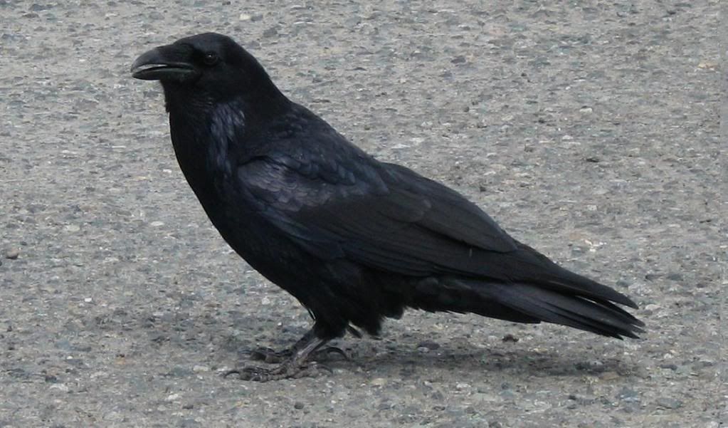 276.jpg