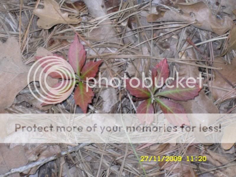 SDC12195.jpg
